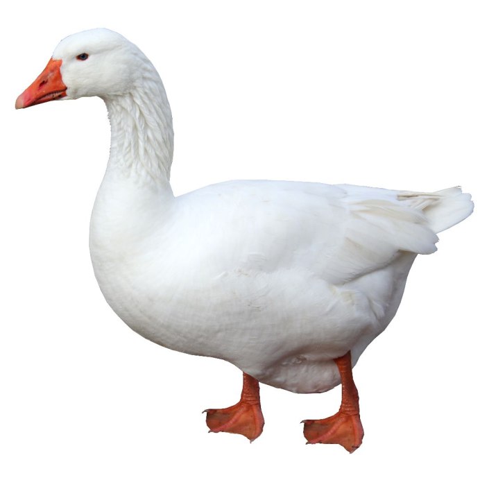 Домашняя птица