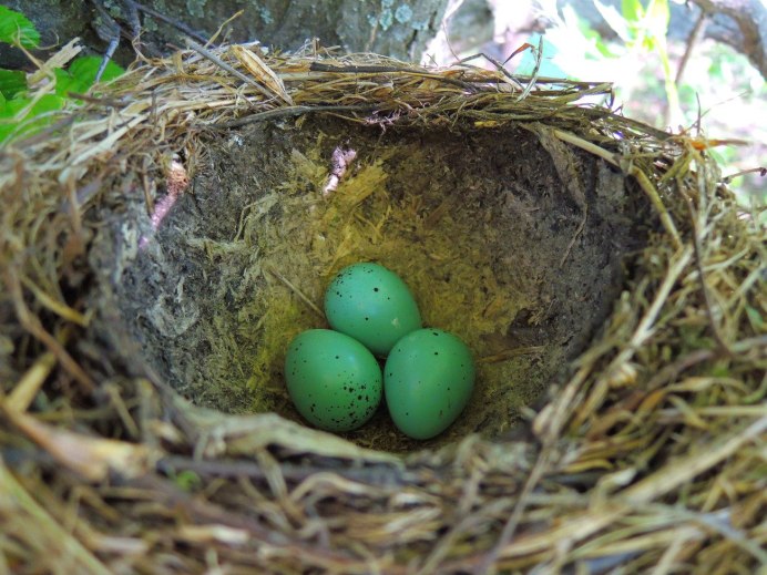 Яйца дрозда рябинника