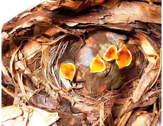 Гнездо соловья