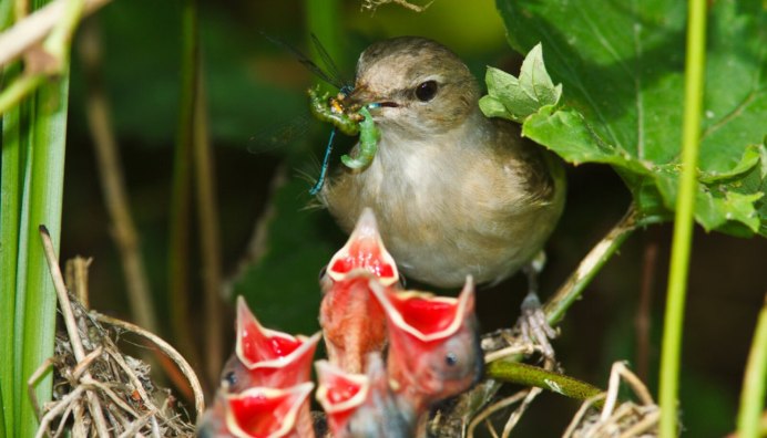 Синий Соловей гнездо