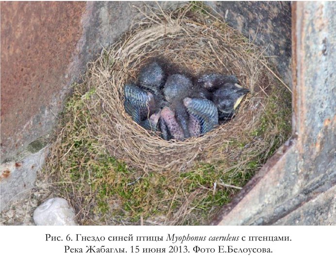 Сольвьи на яйцах картинки