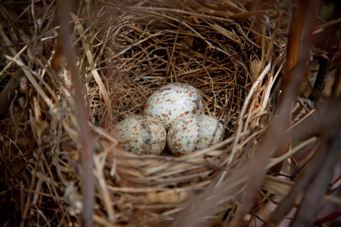 Дрозды яйца птенцы