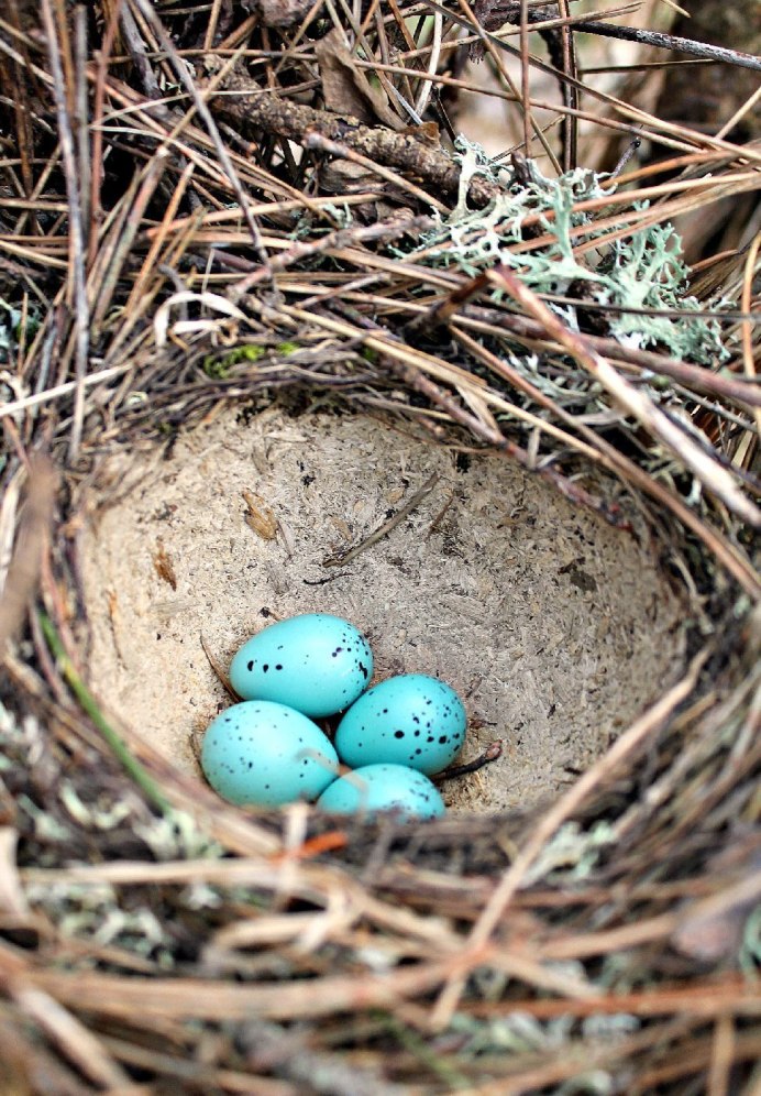 Пеночка-теньковка гнездо
