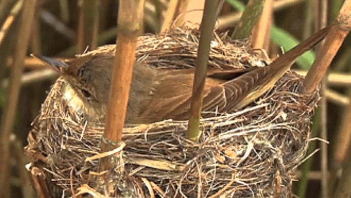 Соловей и его гнездо