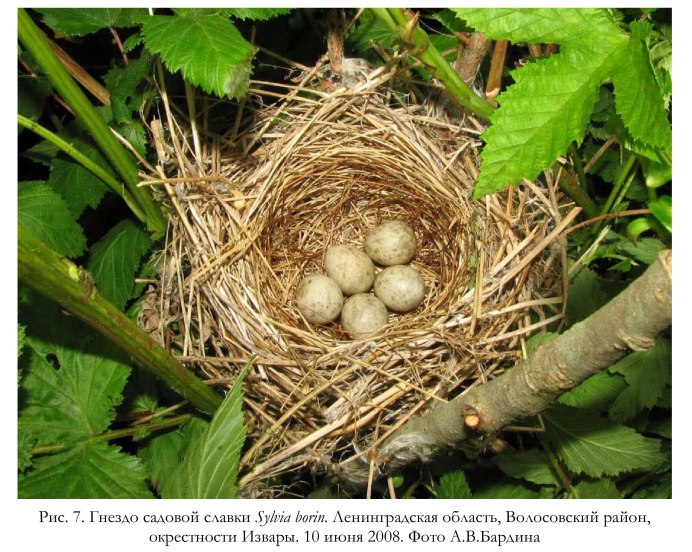 Гнездо с яйцами ферма