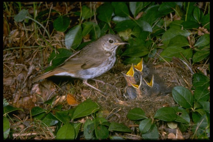 Гнездовые птенцы Дрозд