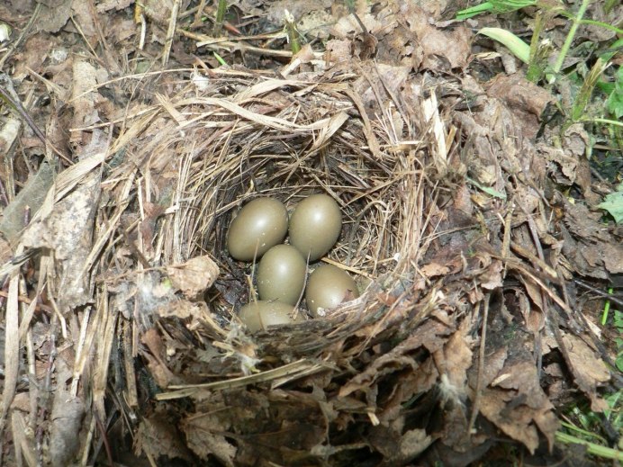 Гнезда Соловьев
