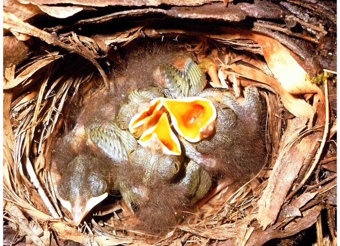 Варакушка птица гнездо