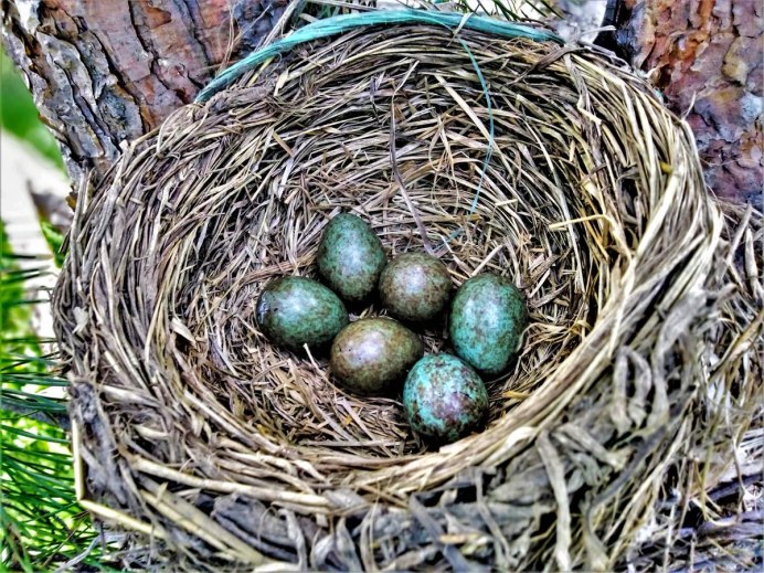 Гнездо дрозда рябинника яйца
