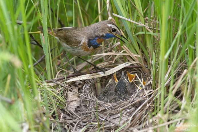 Птенцы трясогузки в гнезде