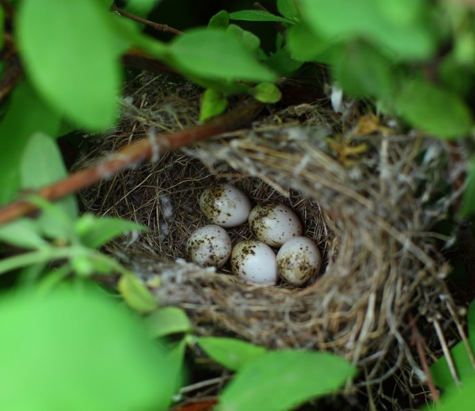 Птенец соловья Сибирского