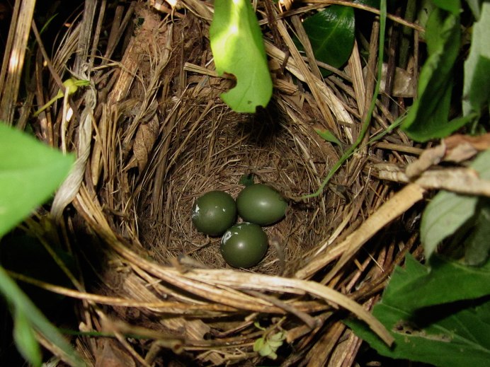 Гнезда Соловьев