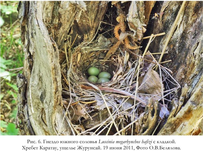 Соловей обыкновенный гнездо
