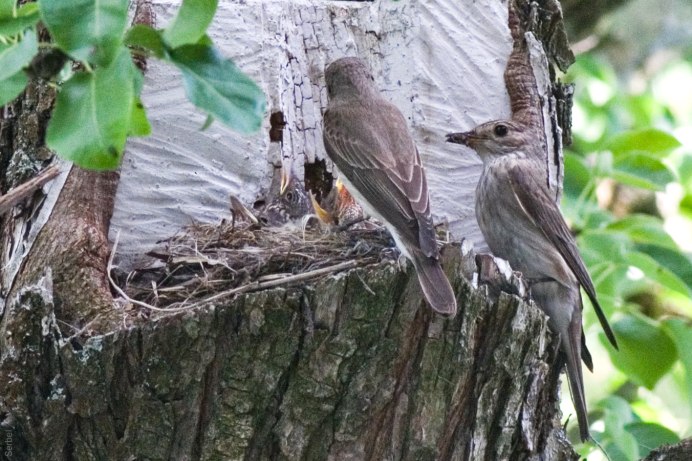 Чашеобразное гнездо