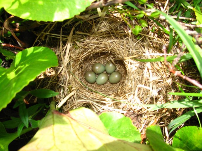 Перепелиные яйца в природе