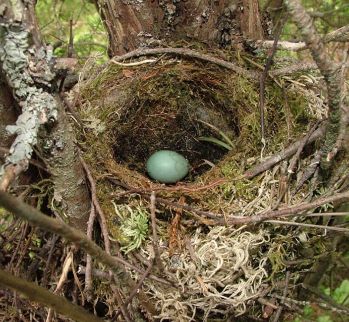 Гнездо гнездо Коноплянки