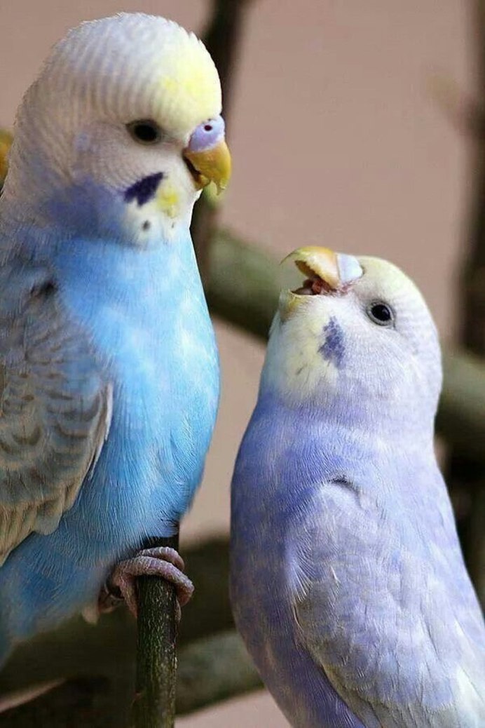 Что едят волнистые попугаи