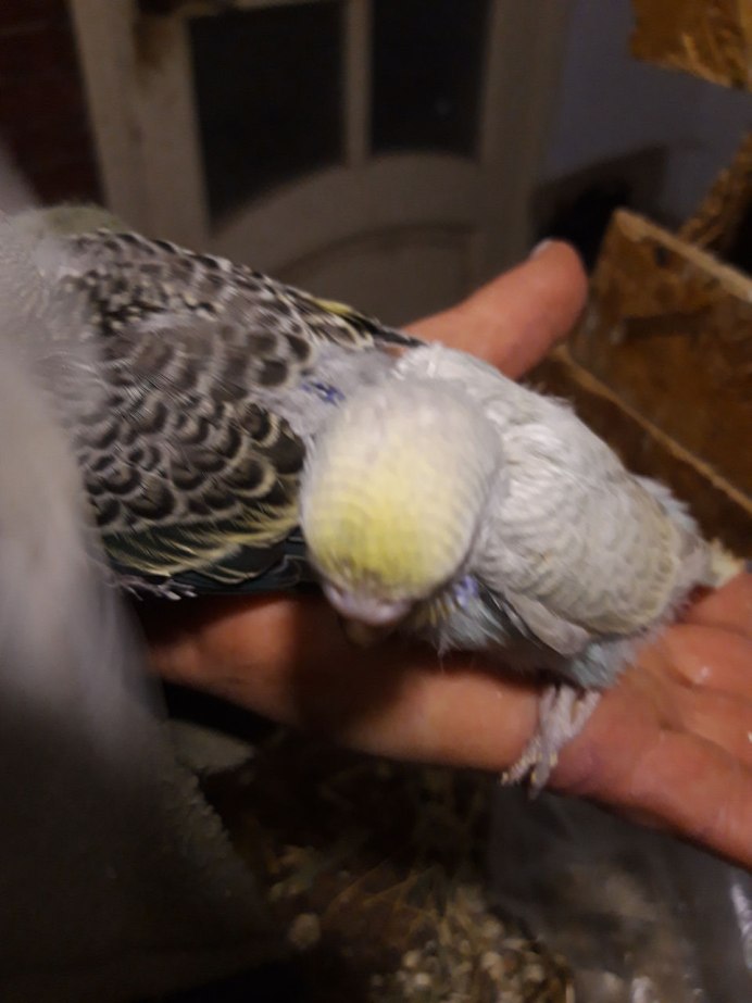 Волнистый попугай