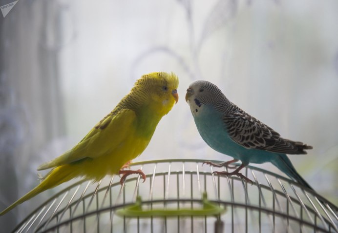 Люксембург попугаи волнистые