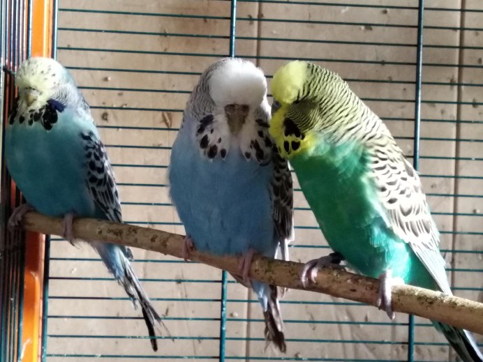 Попугаи волнистые попугайчики