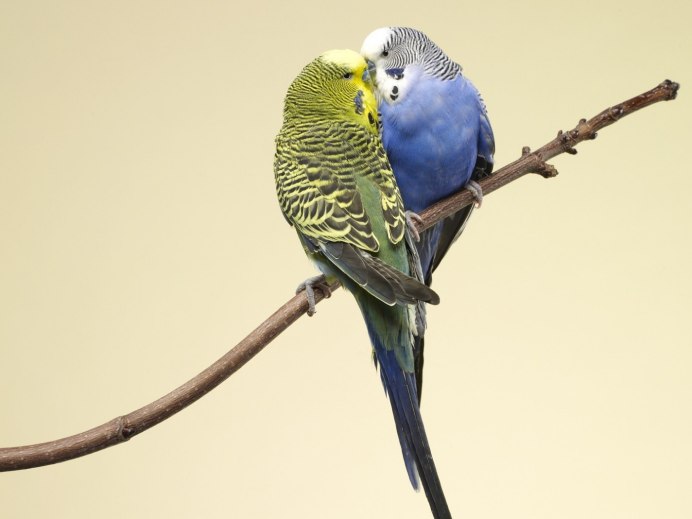 Птицы попугаи волнистые