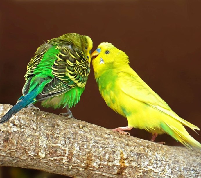 Неразлучник и волнистый попугай
