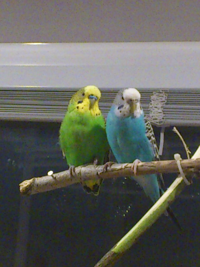 Волнистики Арлекин