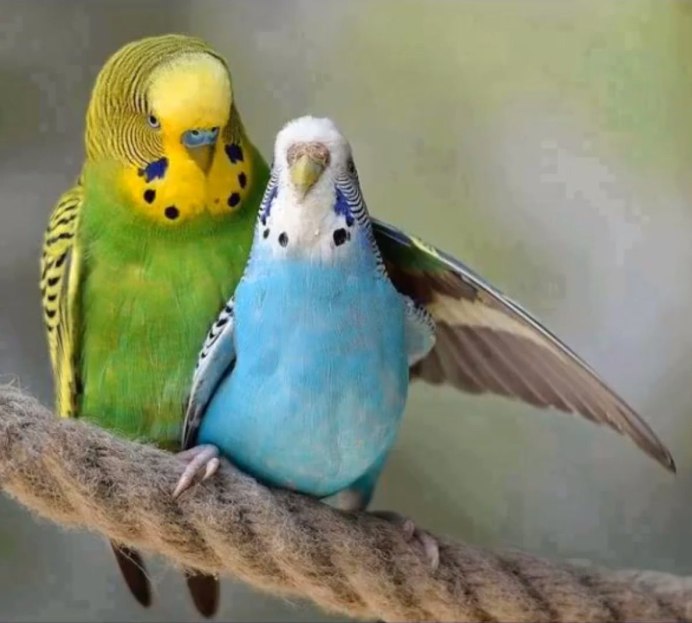 Волнистый попугайчик