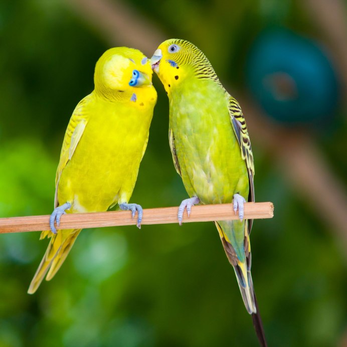 Оранжевый волнистый попугай