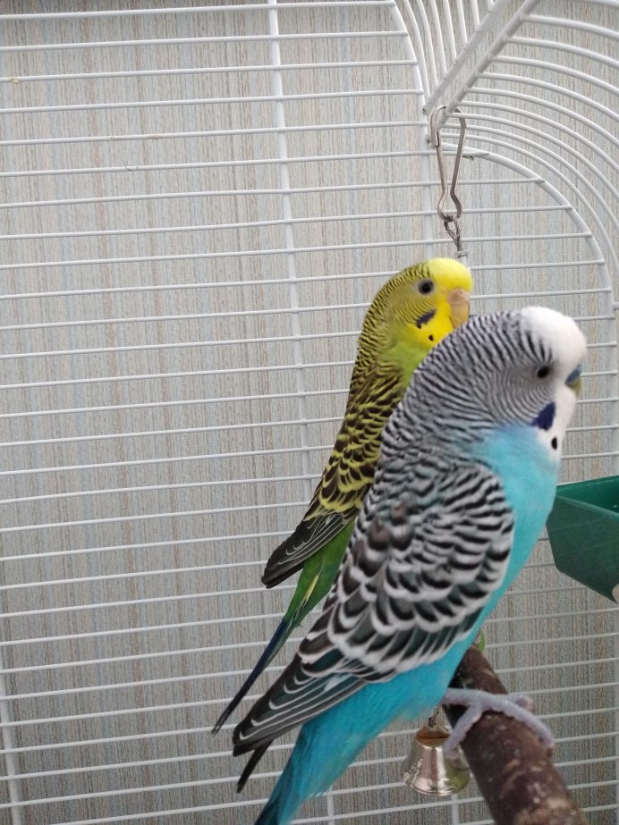 Волнистые попугайчики в Австралии