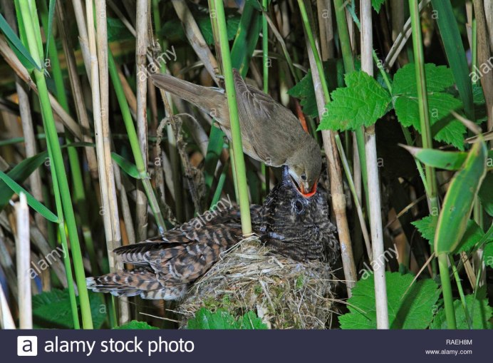 Вертишейка птенец птица