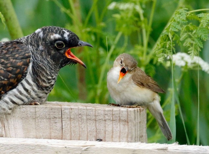 Кукушка кукушонку