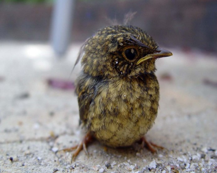 Кукушонок птенец кукушки