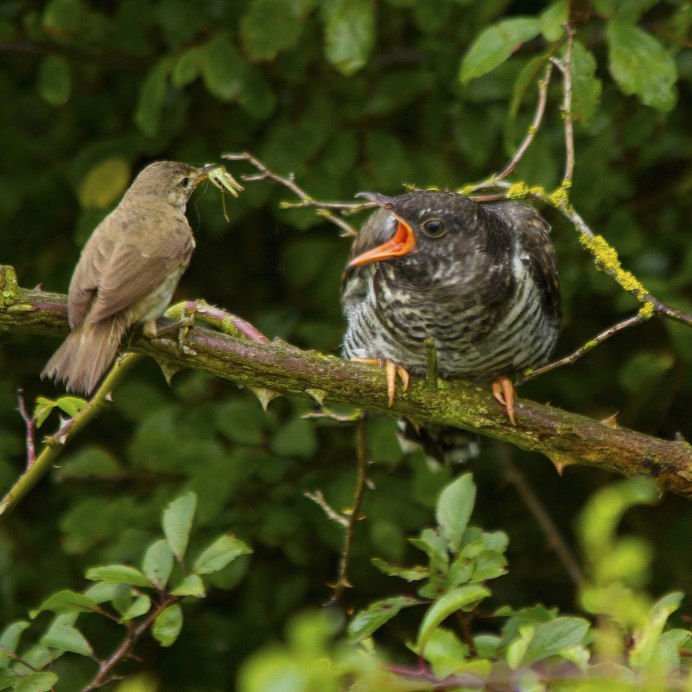 Кукушонок птенец