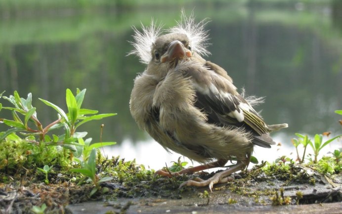 Воробьинообразные птенцы