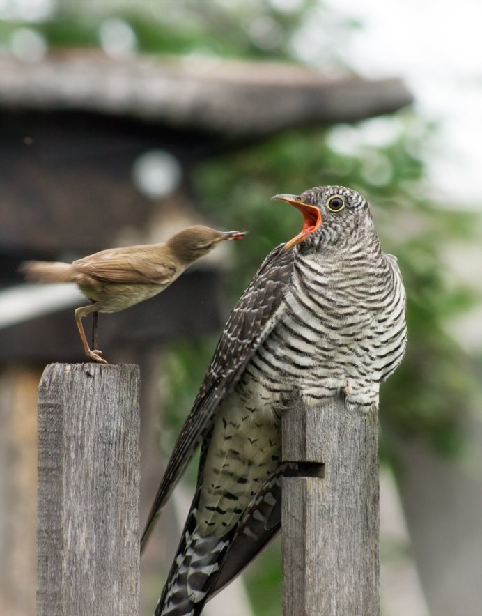 Детеныш кукушки