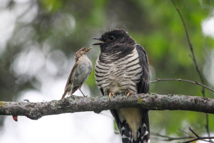 Полосатые птенцы
