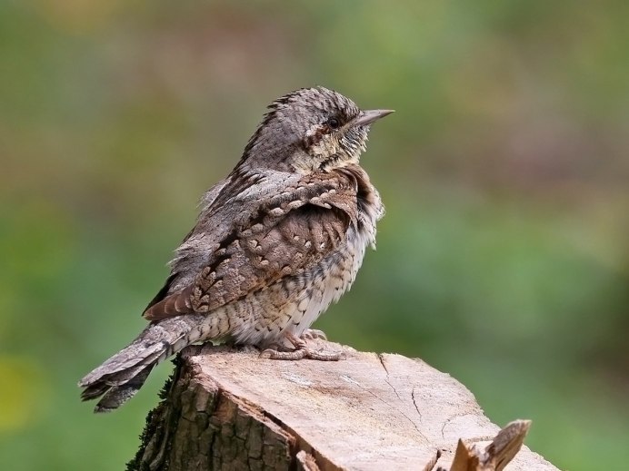 Слеток кукушки