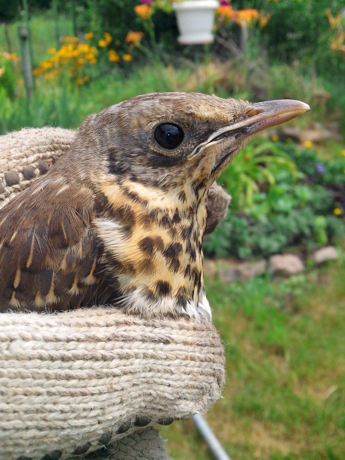 Птенец кукушки