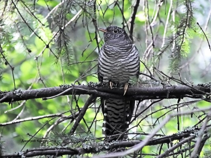 Птенец кукушки слеток