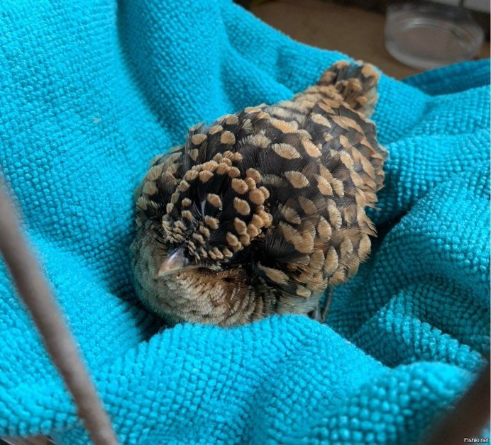 Птенец кукушки