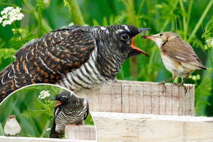 Птенец кукушки