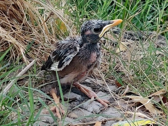 Птенец полосатой кукушки