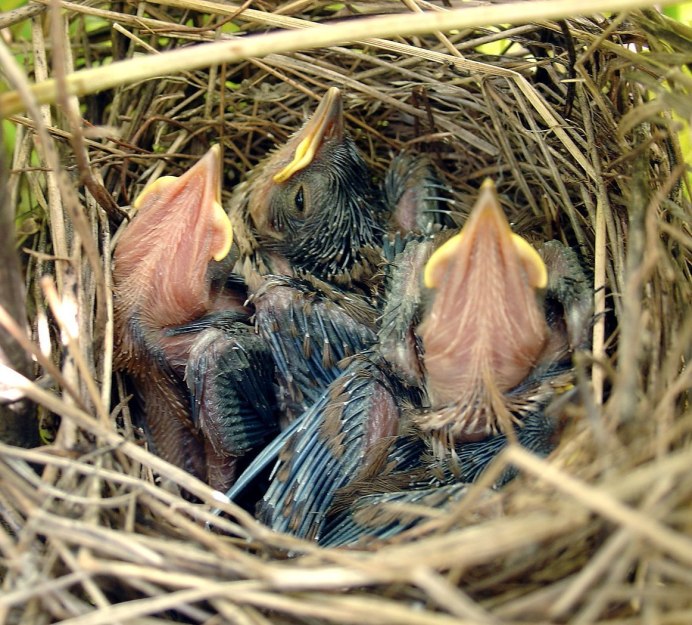Краснолицая кустарниковая