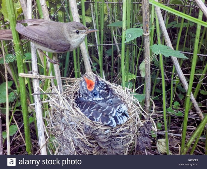 Кукушковый Ткач птенец