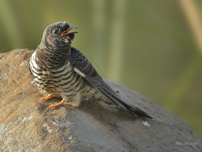 Детеныш кукушки Кукушонок?