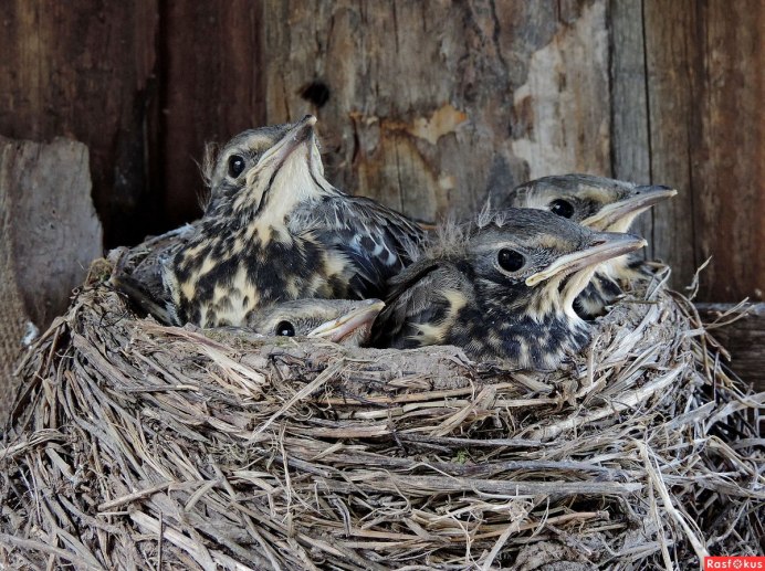 Птенцы лесных птиц