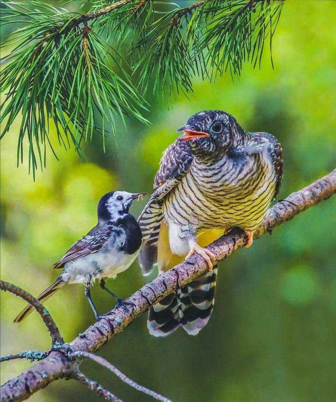 Болотная Камышовка птенец