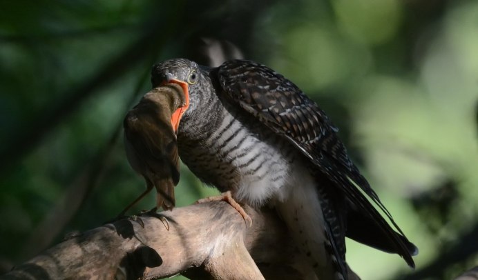 Птенец кукушки