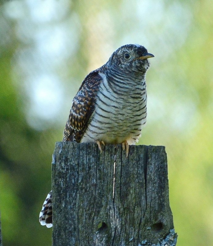 Птенцы Скворцов